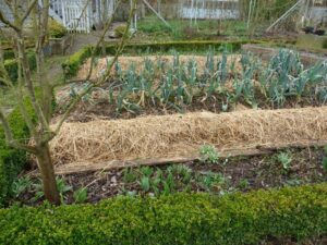 Une micro-ferme pratiquant la culture sur butte