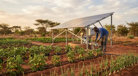 Exploitation maraîchère ouest-africaine avec système irrigation solaire opérationnel : rangées de cultures légumières au premier plan avec rampes goutte-à-goutte, panneaux photovoltaïques montés sur structure métallique au second plan, exploitant africain vérifiant le système près du puits, sol latéritique et végétation sahélienne en arrière-plan sous lumière de fin de journée